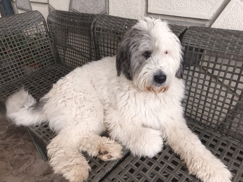 Caine pierdut metis ciobanesc mioritic