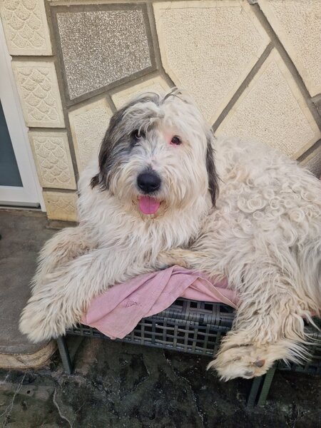 Caine pierdut metis ciobanesc mioritic