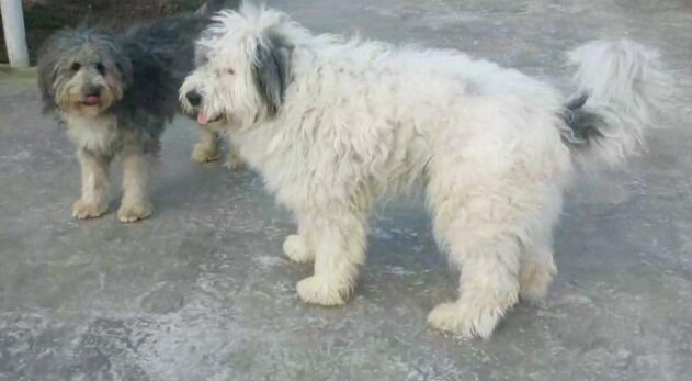 Caine pierdut metis ciobanesc mioritic