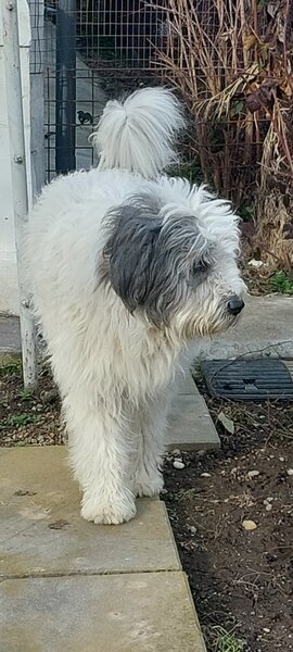 Caine pierdut metis ciobanesc mioritic