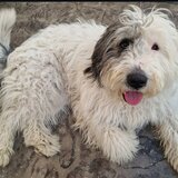 Caine pierdut metis ciobanesc mioritic